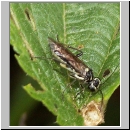 Pachyprotasis rapae - Blattwespe 01.jpg